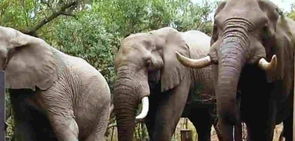 gigantische-groep-olifanten-2