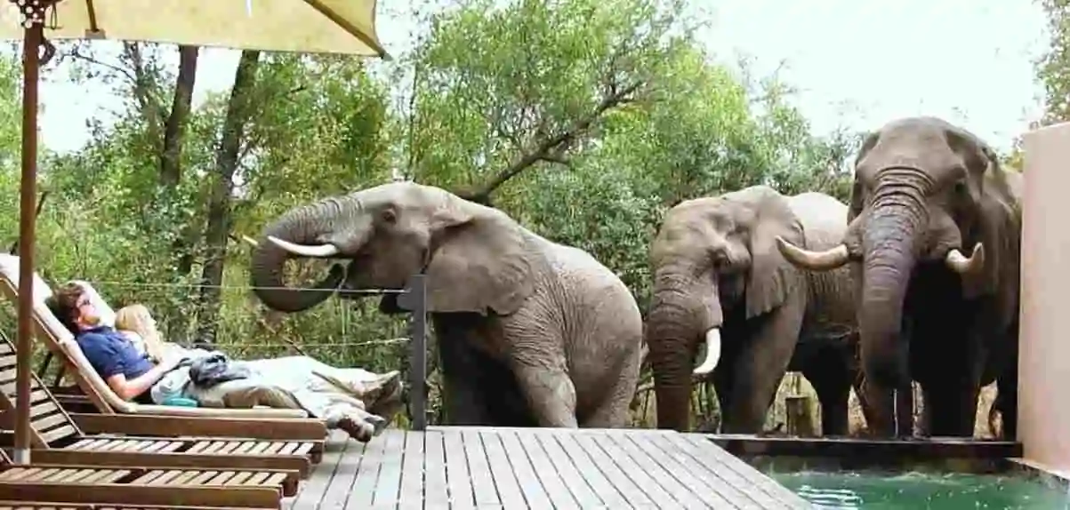 gigantische-groep-olifanten