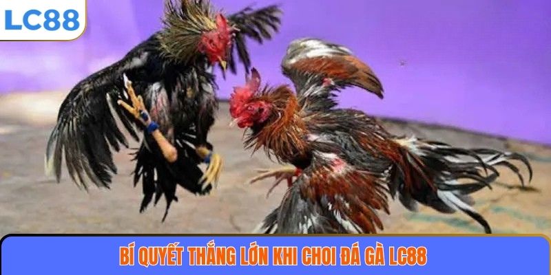 Đá Gà LC88 3 Bí quyết thắng lớn khi chơi đá gà LC88