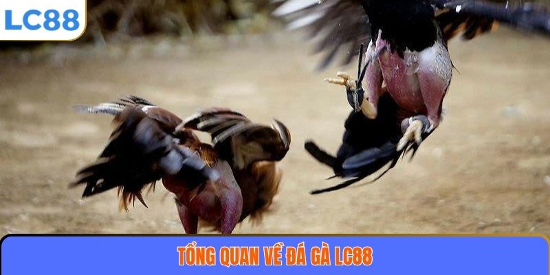 Đá Gà LC88 1 Tổng quan về đá gà LC88
