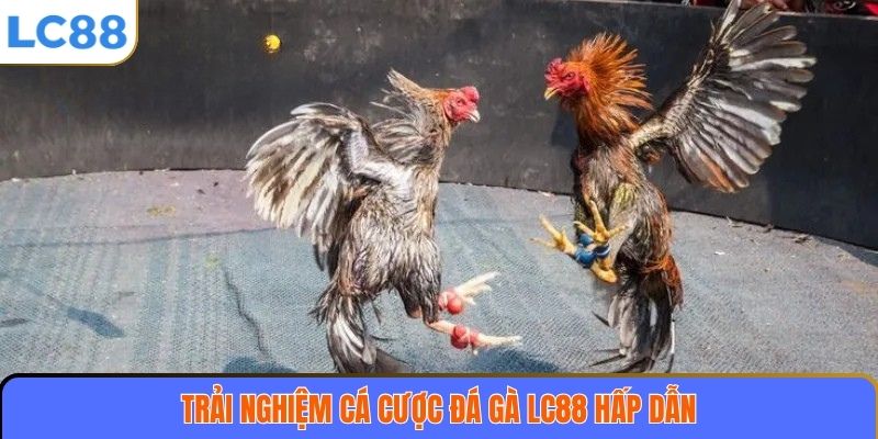 Đá Gà LC88 2 Trải nghiệm cá cược đá gà LC88 hấp dẫn